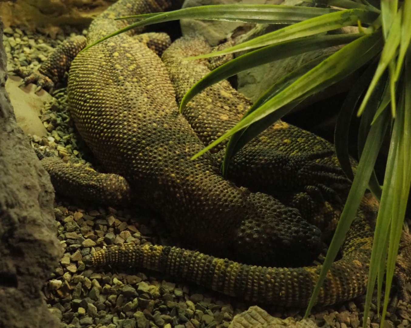 Mexican beaded lizards (Heloderma horridum horridum), 2019-04-06