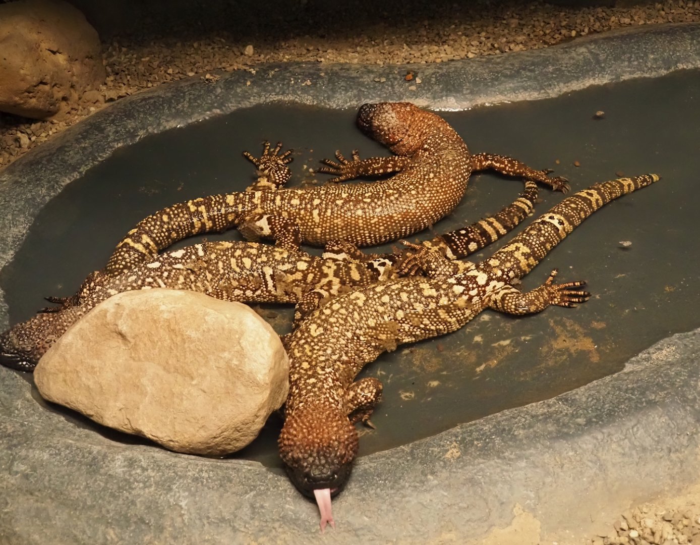 Mexican beaded lizards (Heloderma horridum horridum), 2024-04-14