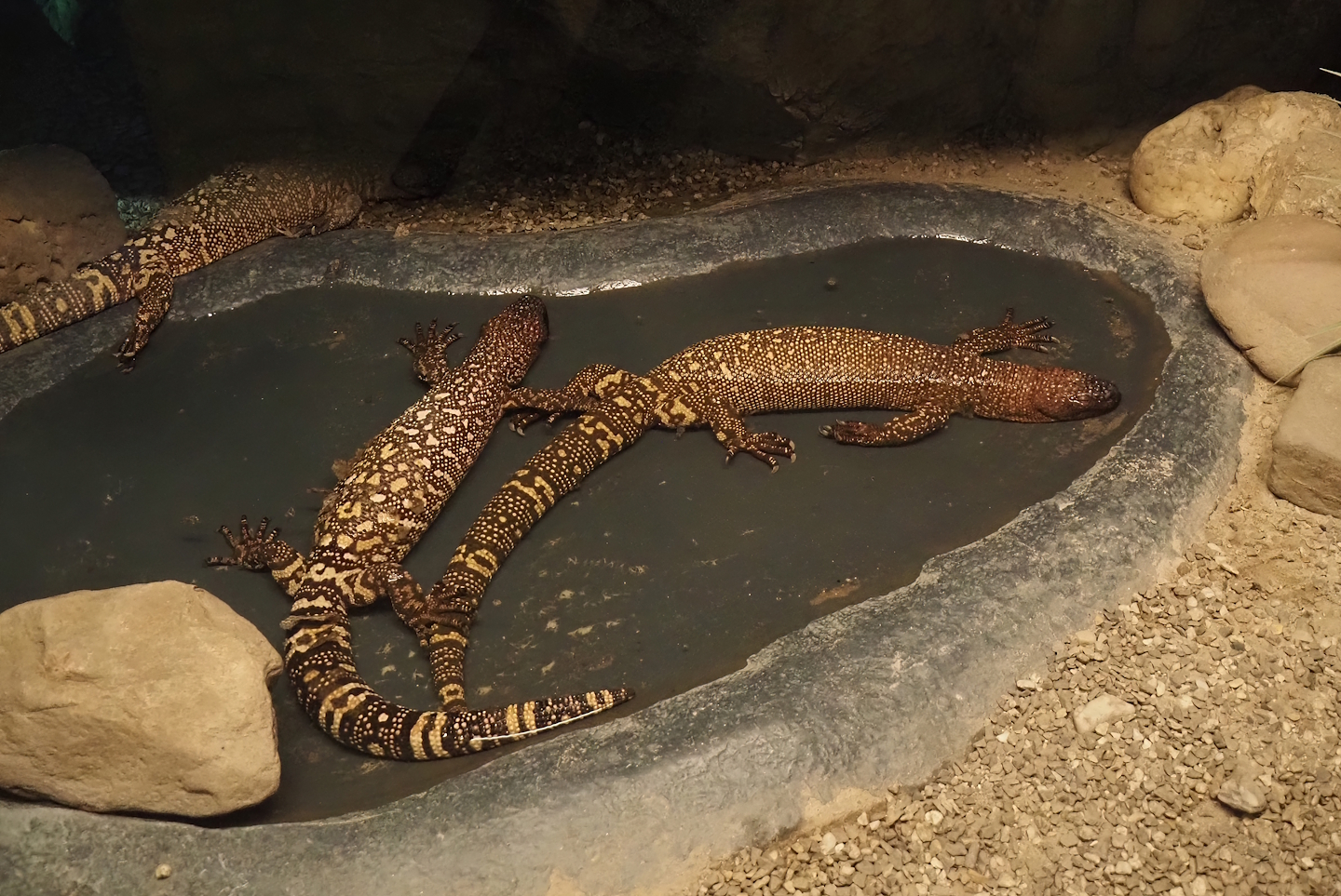 Mexican beaded lizards (Heloderma horridum horridum), 2025-04-12