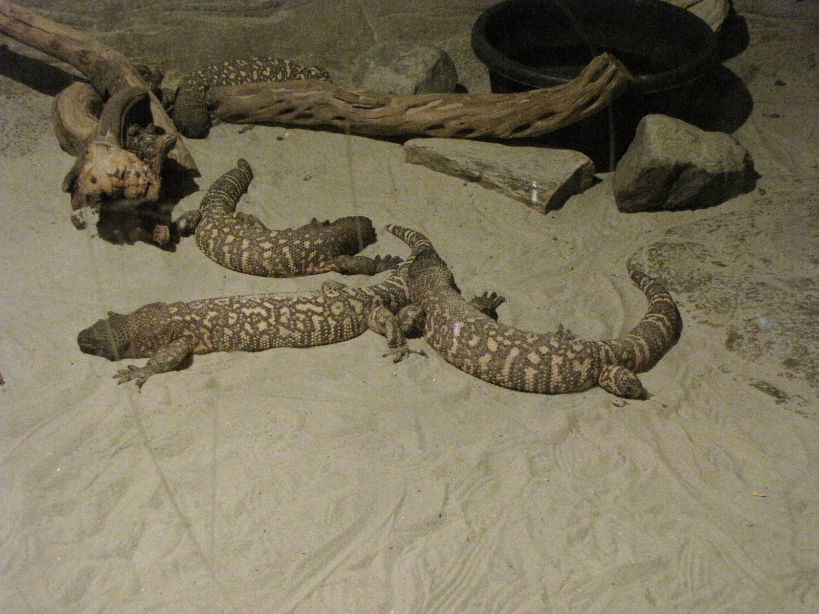 Mexican Beaded Lizards