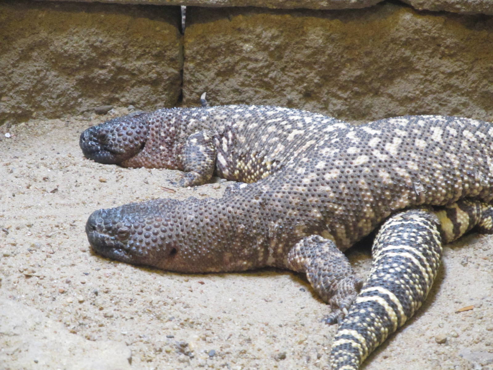 Mexican Beaded Lizards