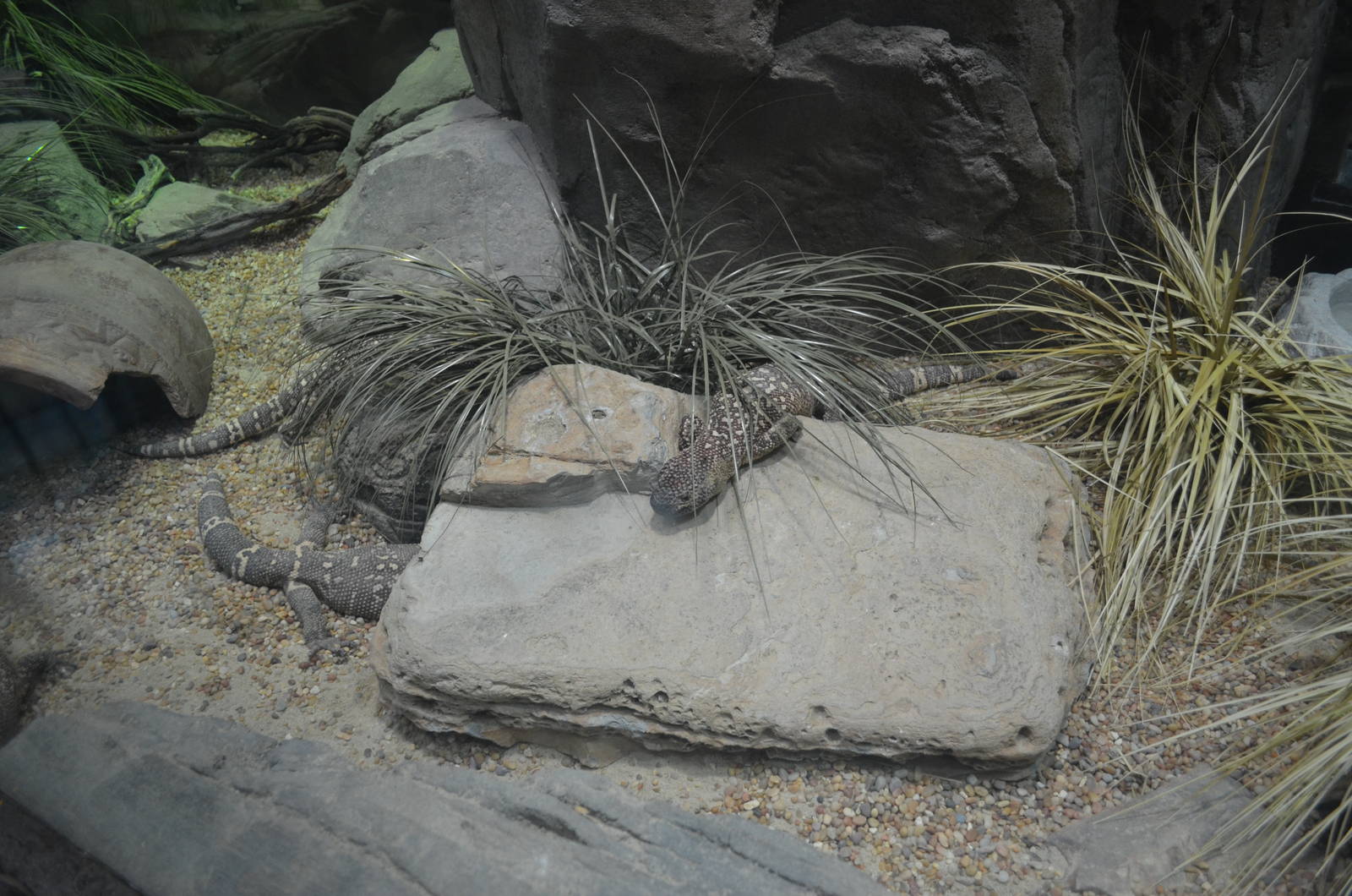 Mexican Beaded Lizards