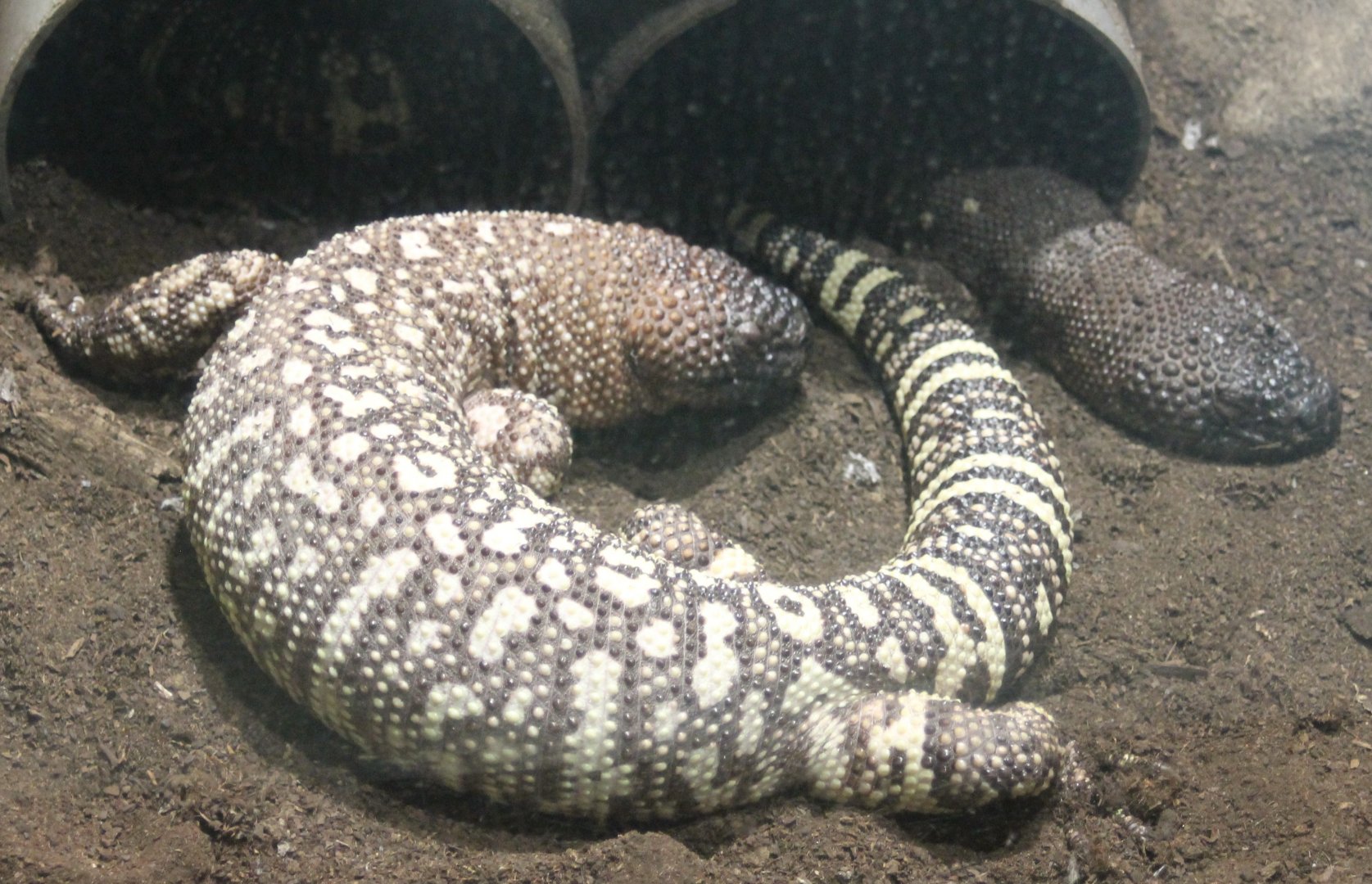 Mexican beaded lizards