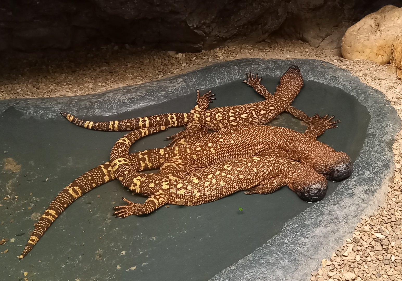 Mexican beaded lizards