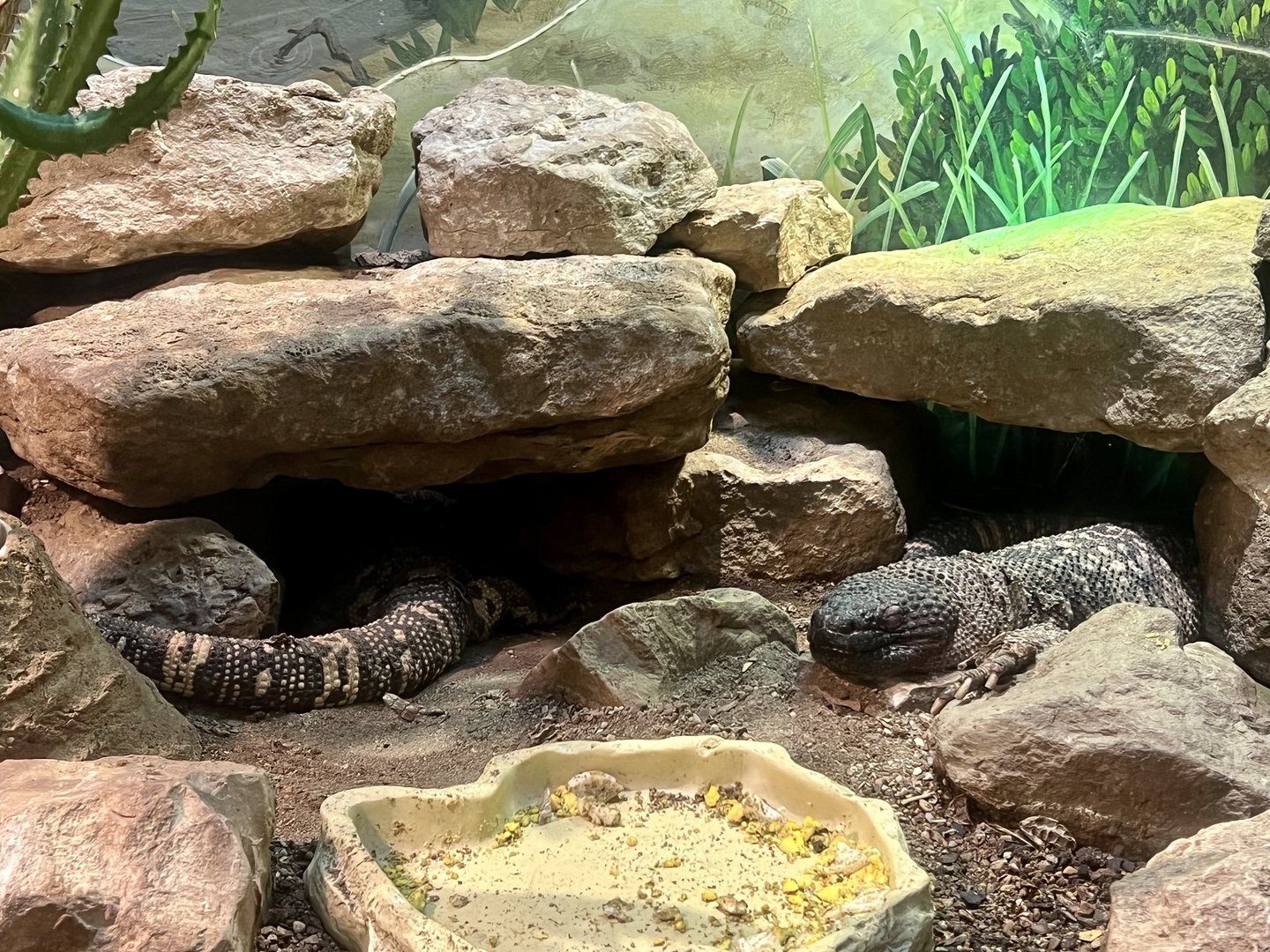 Mexican Beaded Lizards