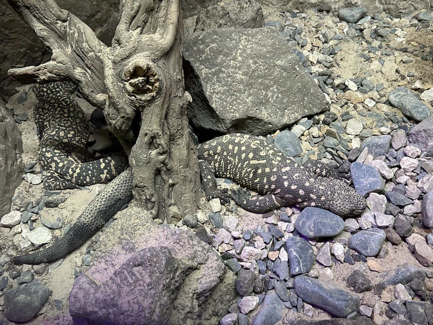 Mexican beaded lizards