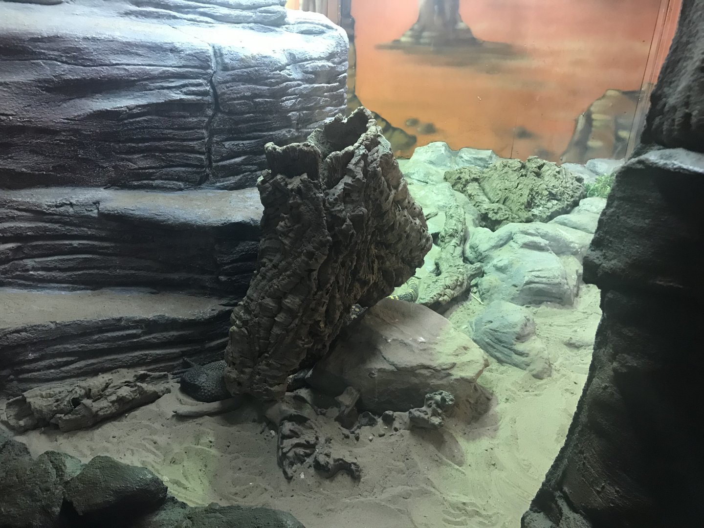 Mexican bearded lizard and blue spiny lizard enclosure