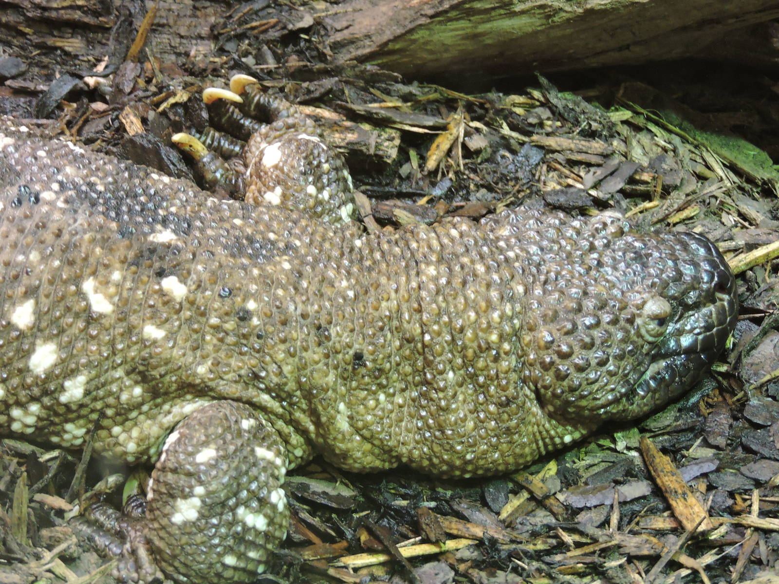 Mexican Bearded Lizard