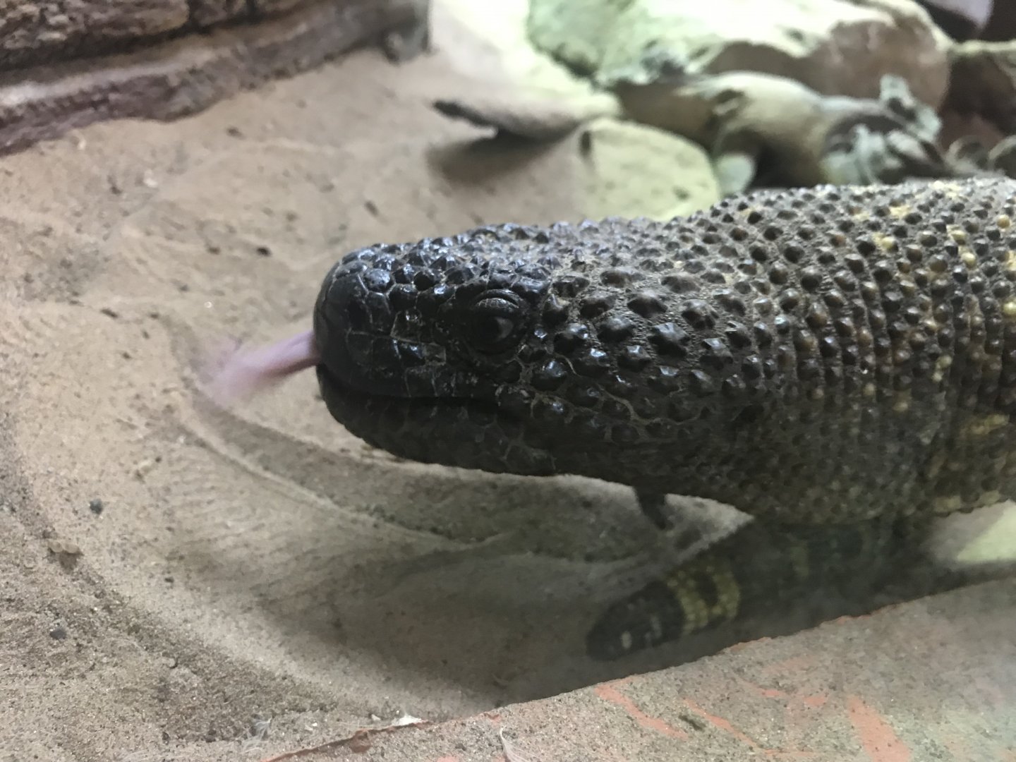 Mexican bearded lizard