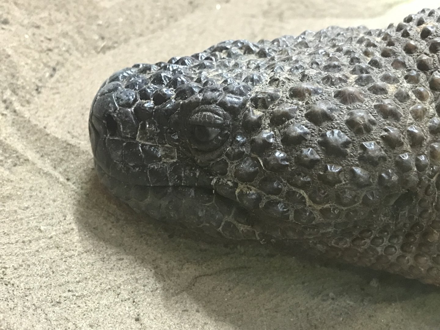 Mexican bearded lizard