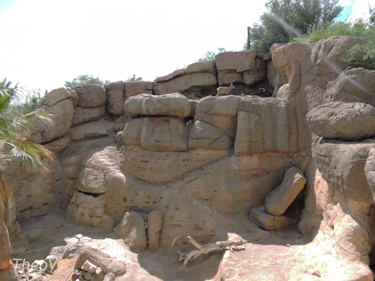 Mexican bighorn sheep exhibit [2015]