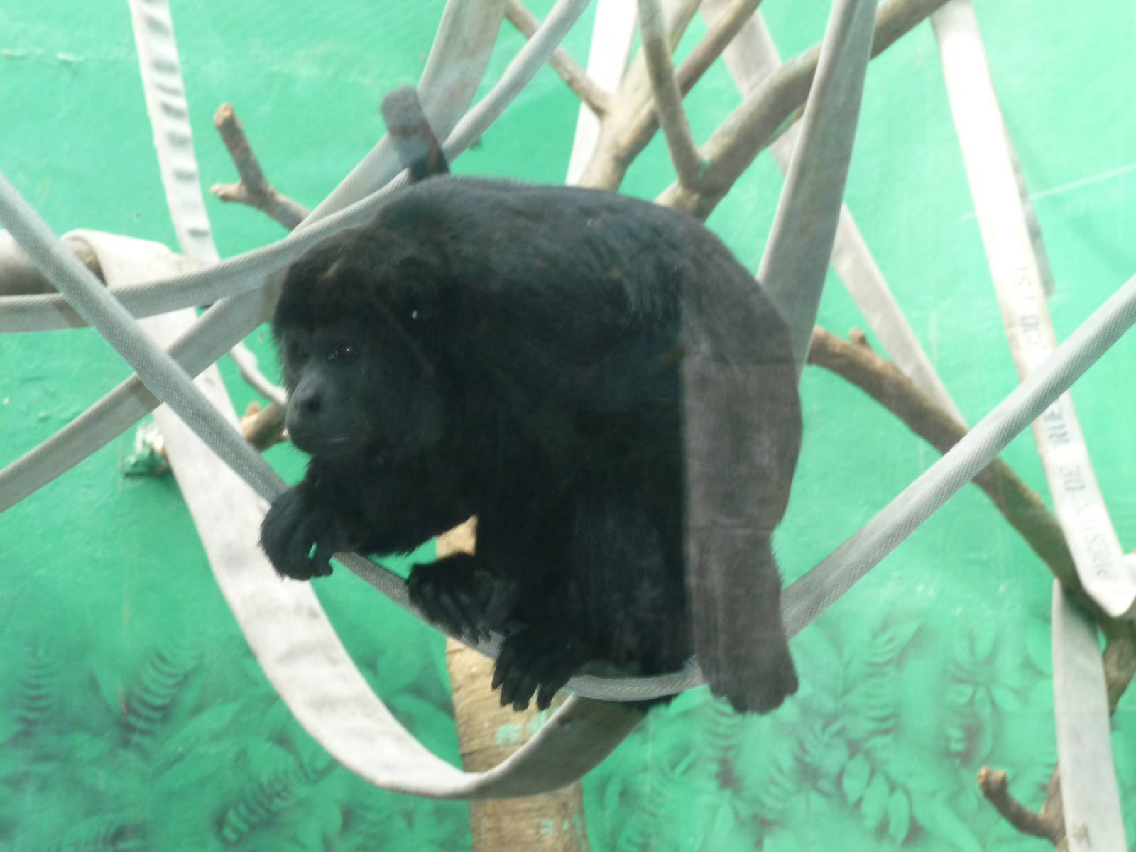 mexican black howler monkey chapultepec zoo