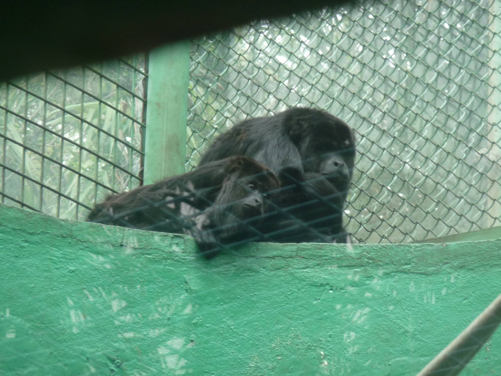 mexican black howler monkey chapultepec zoo