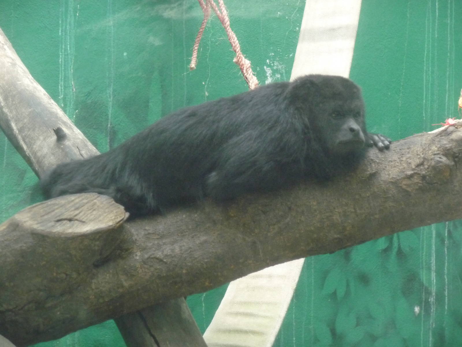 mexican black howler monkey chapultepec zoo