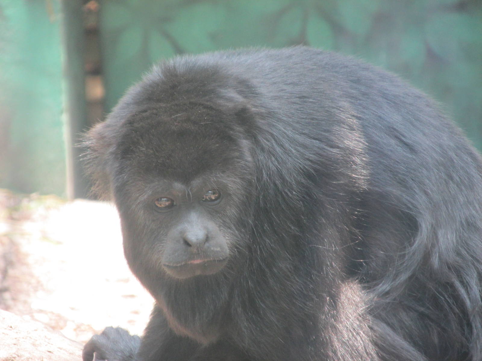 Mexican Black Howler Monkey Chapultepec Zoo