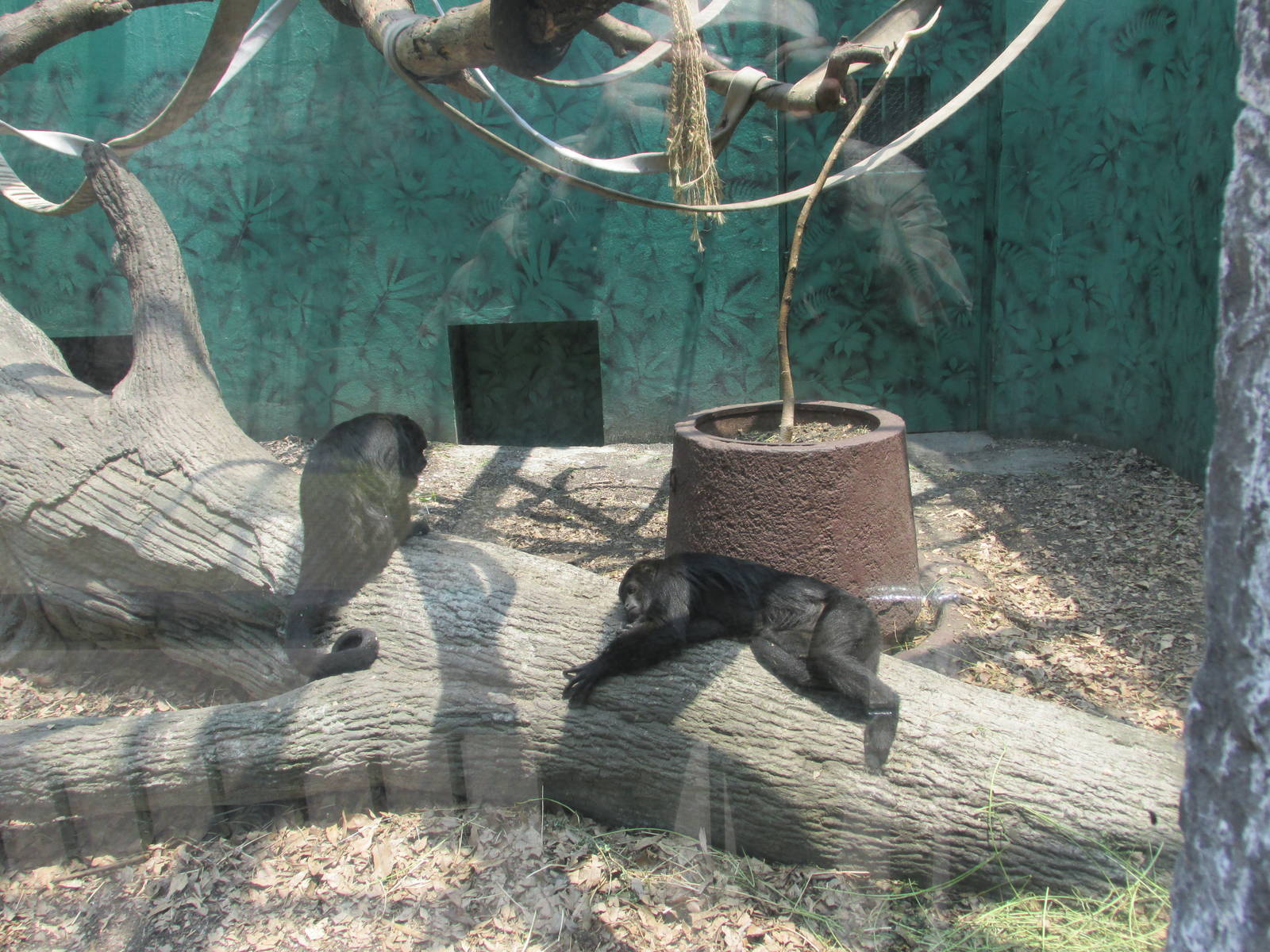 Mexican black howler monkey Chapultepec zoo