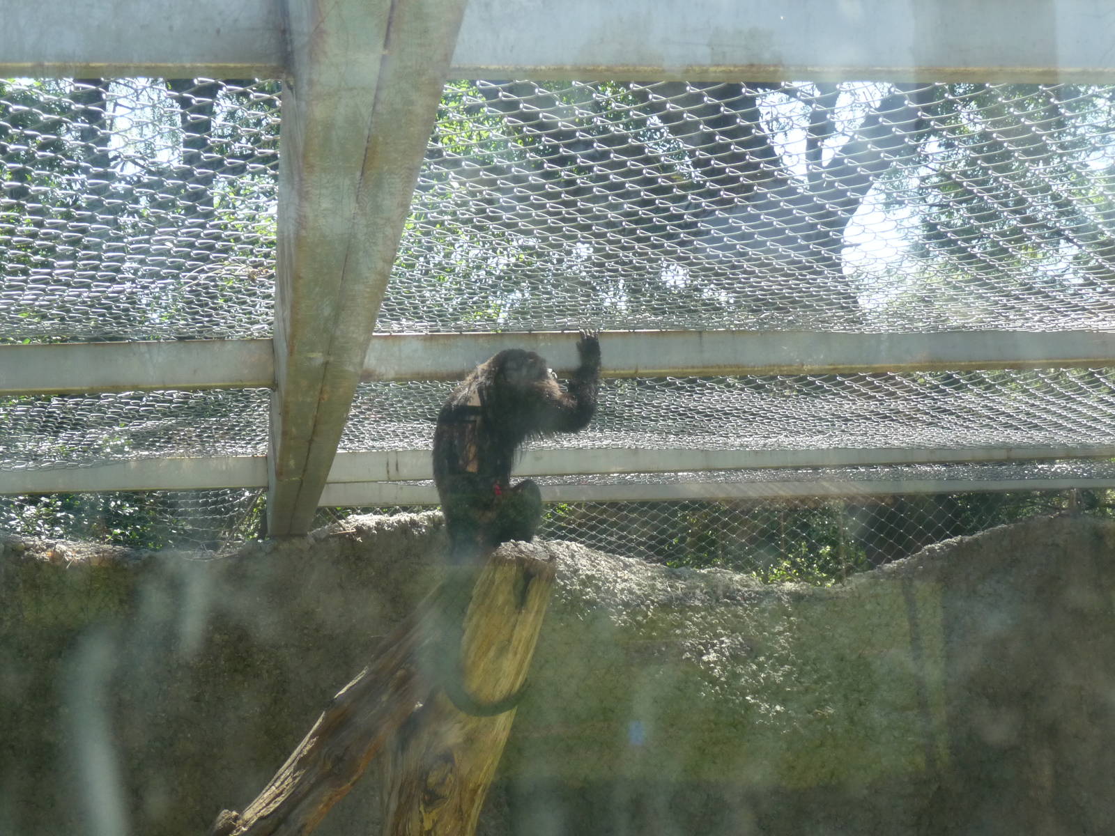 mexican black howler monkey zoologico del altiplano tlaxcala