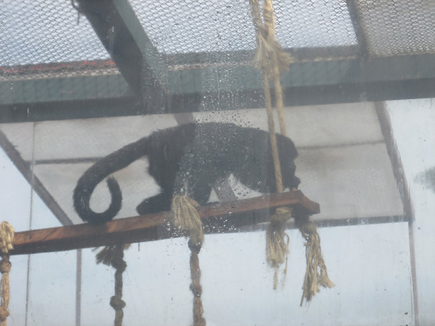 mexican black howler monkey