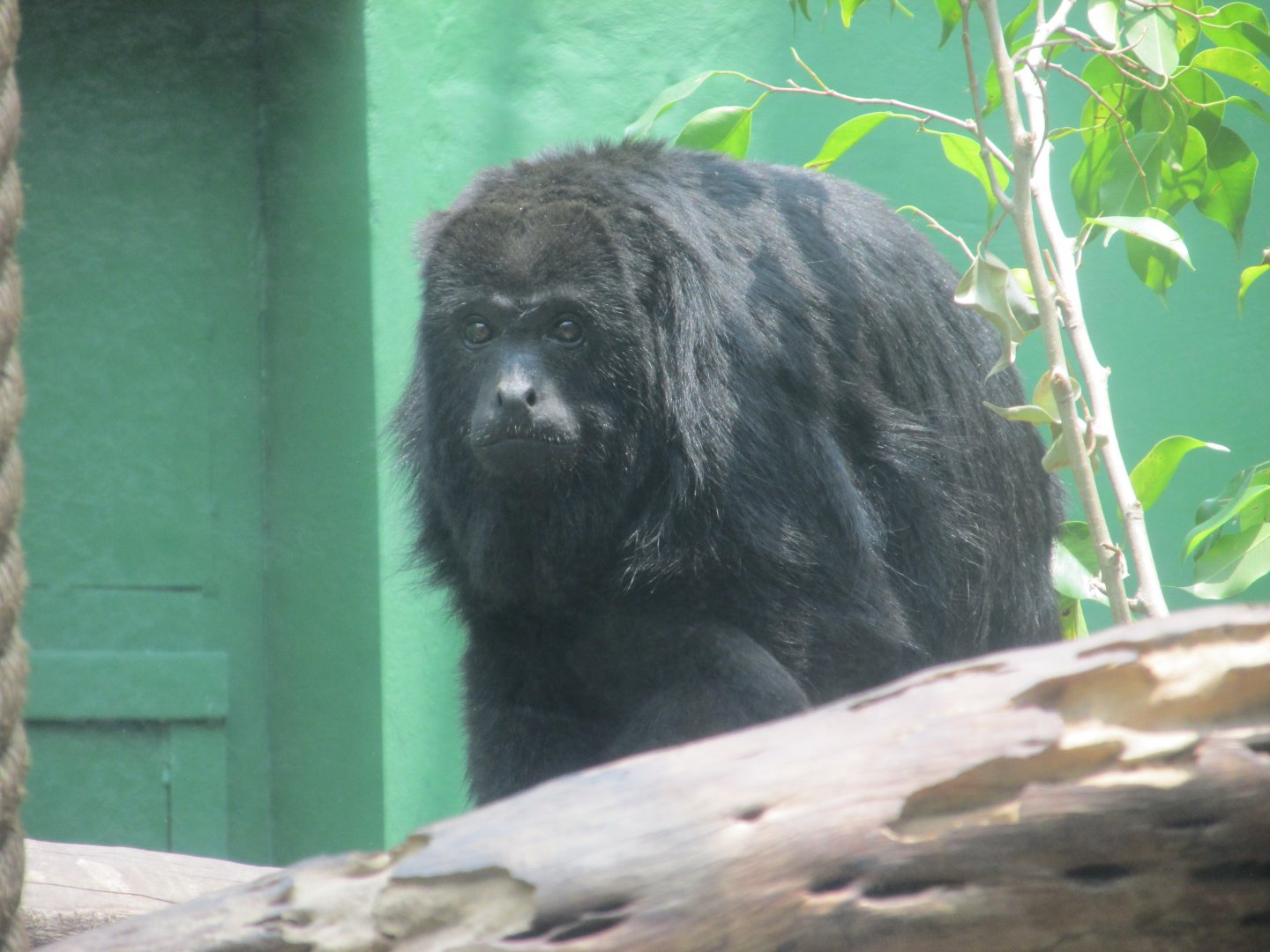 mexican black howler monkey