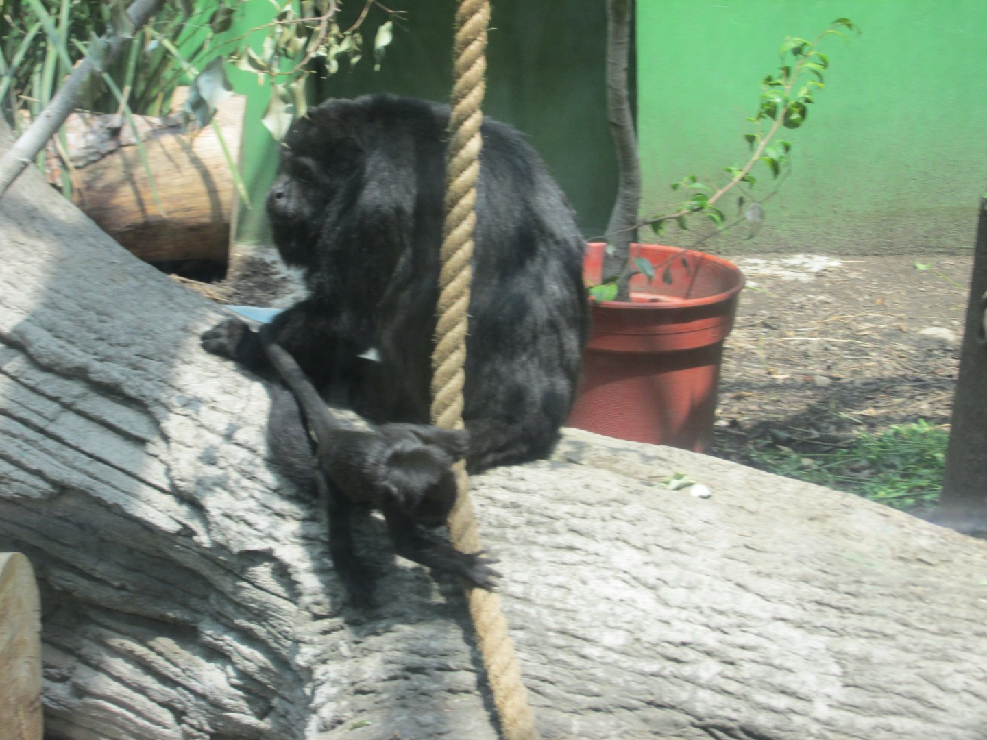 mexican black howler monkey