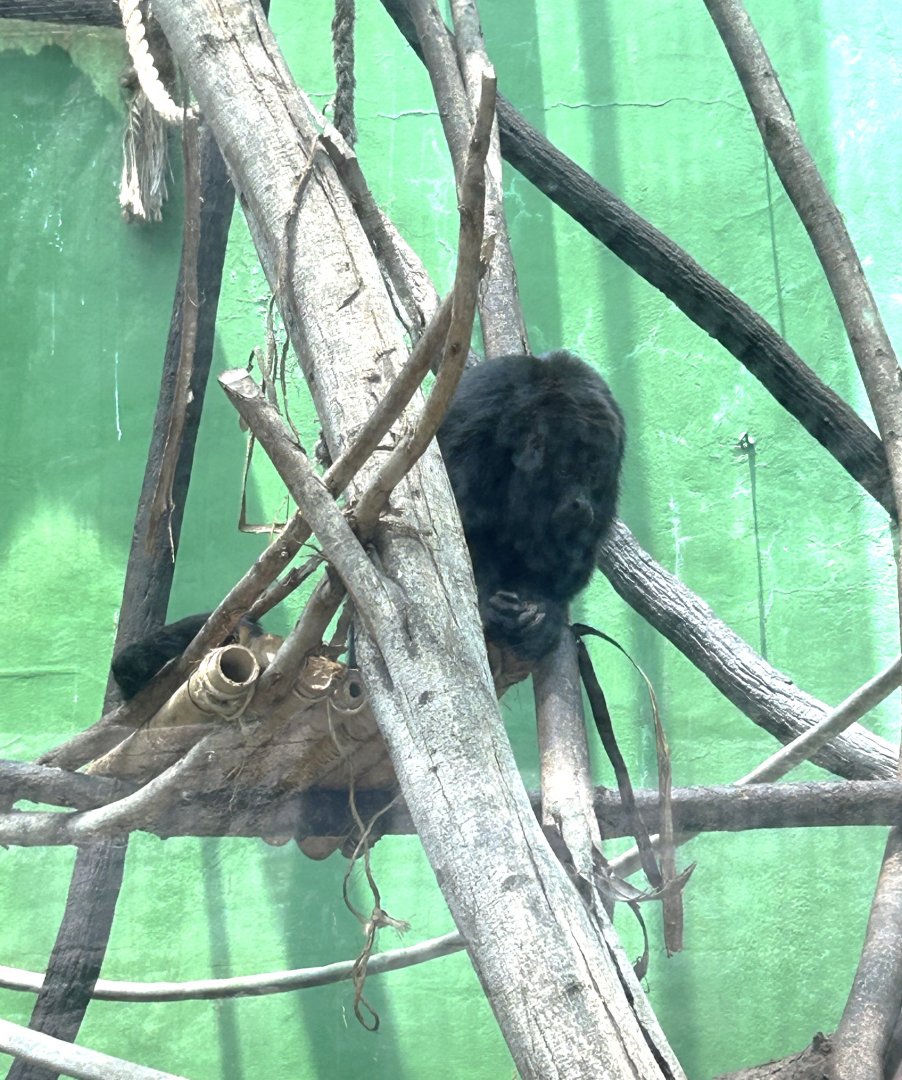 Mexican black howler monkey