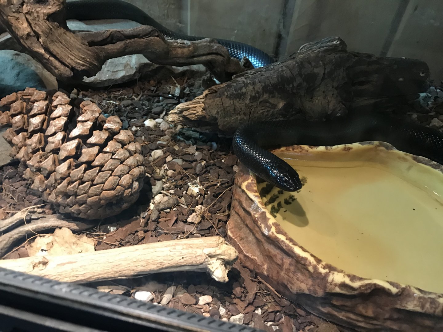 Mexican black kingsnake 251019