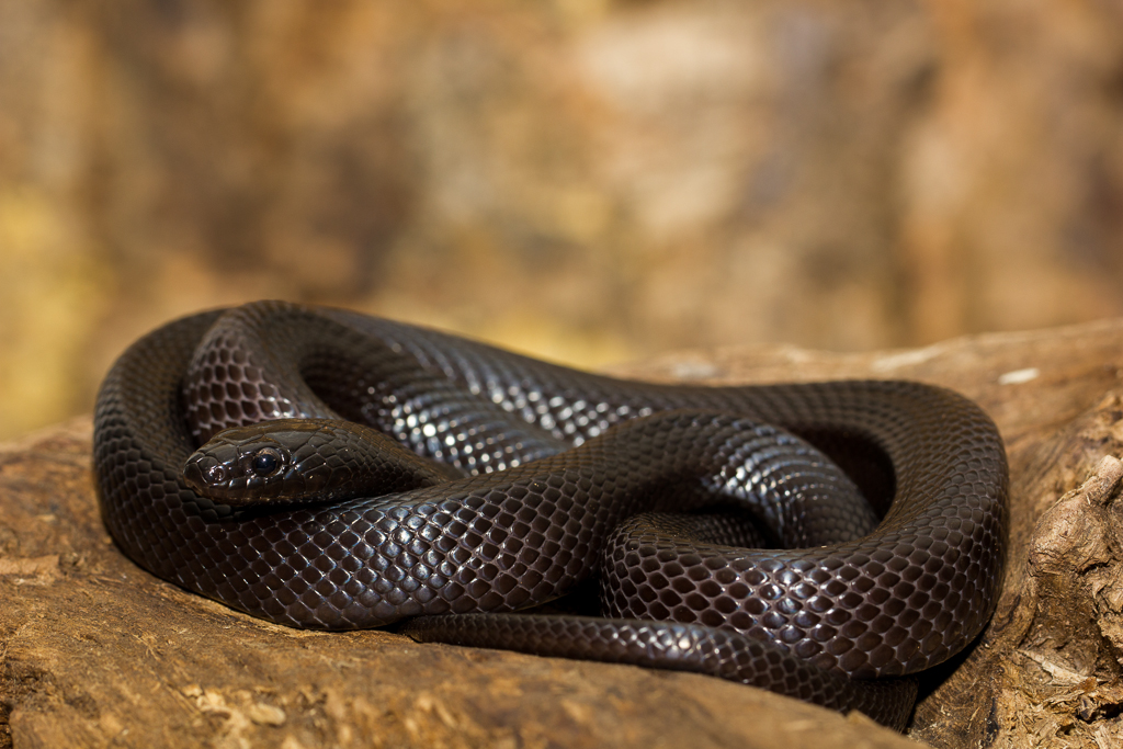Mexican black kingsnake - Lampropeltis getula nigrita