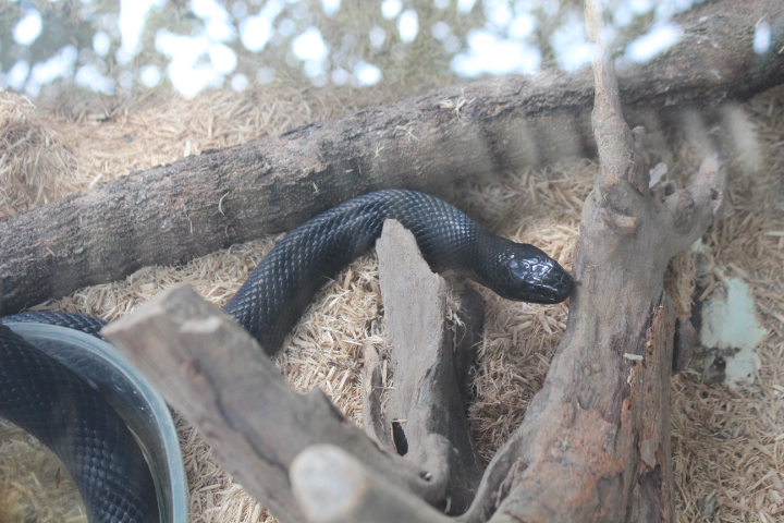 Mexican black kingsnake (Lampropeltis getula nigrita)