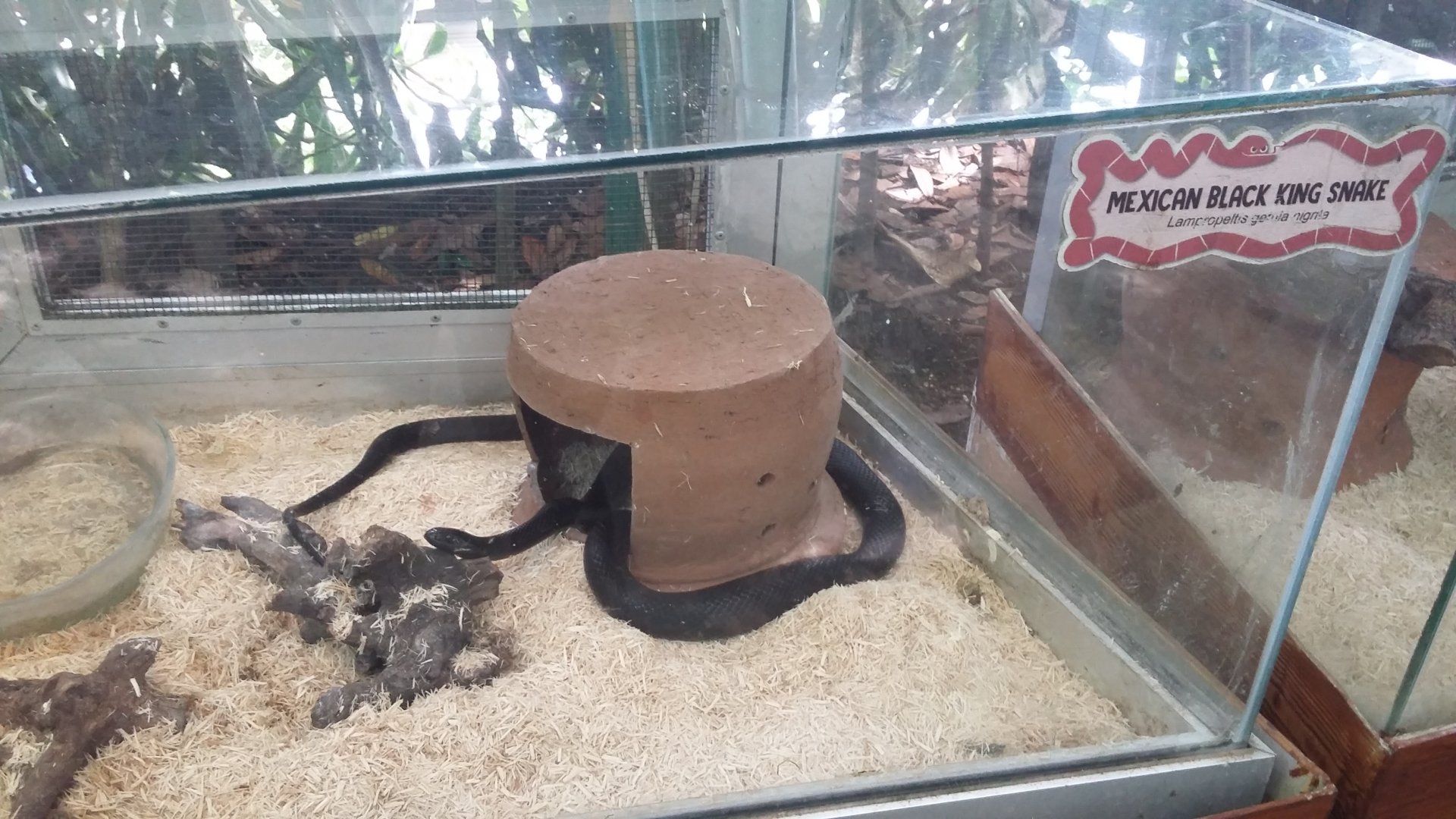Mexican black kingsnake (Lampropeltis getula nigrita)