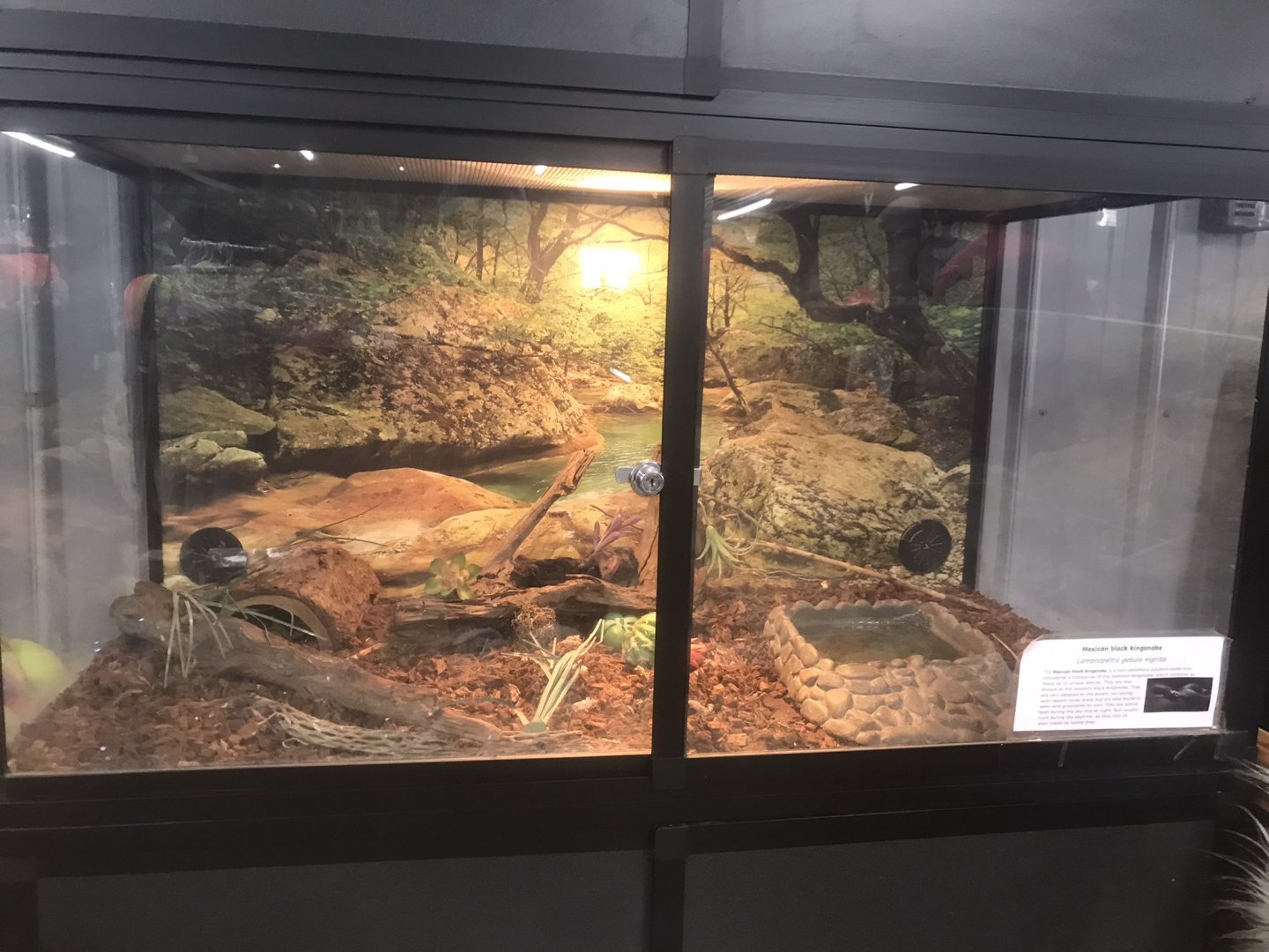 Mexican Black Kingsnake Terrarium