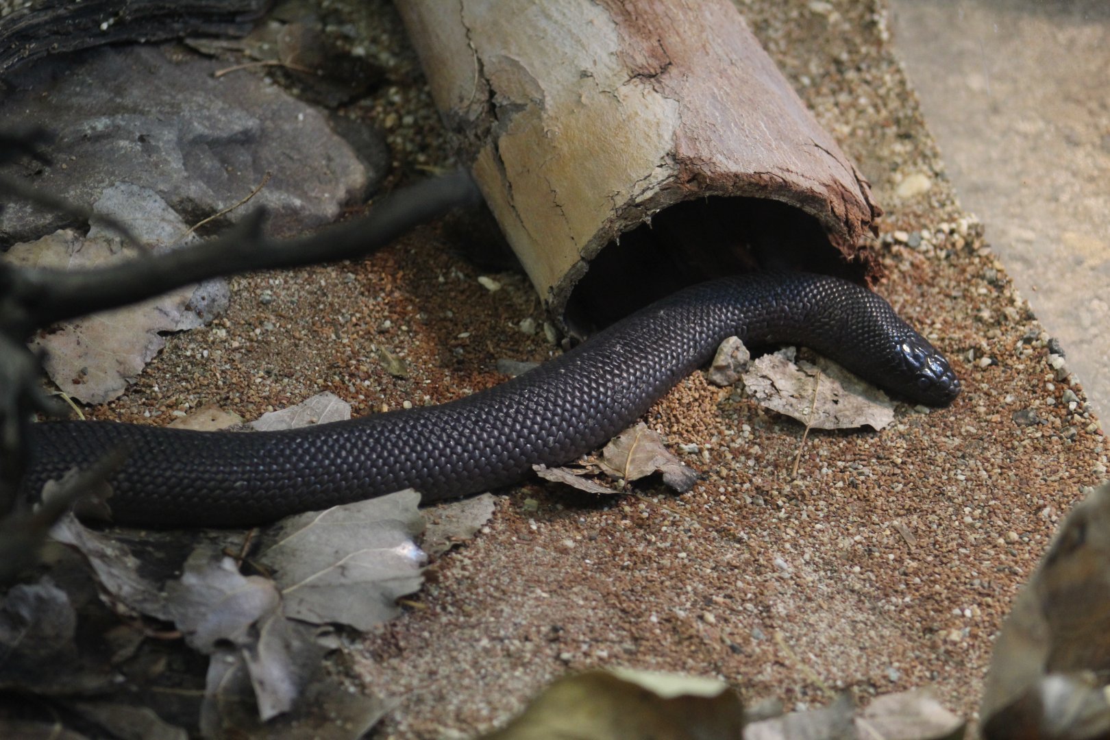 Mexican Black Kingsnake