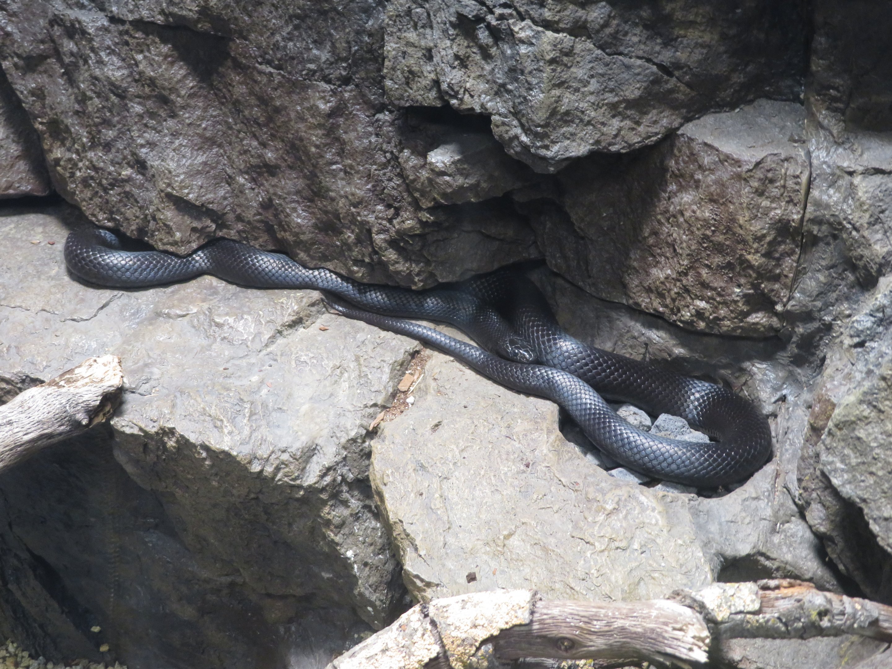 Mexican Black Kingsnake