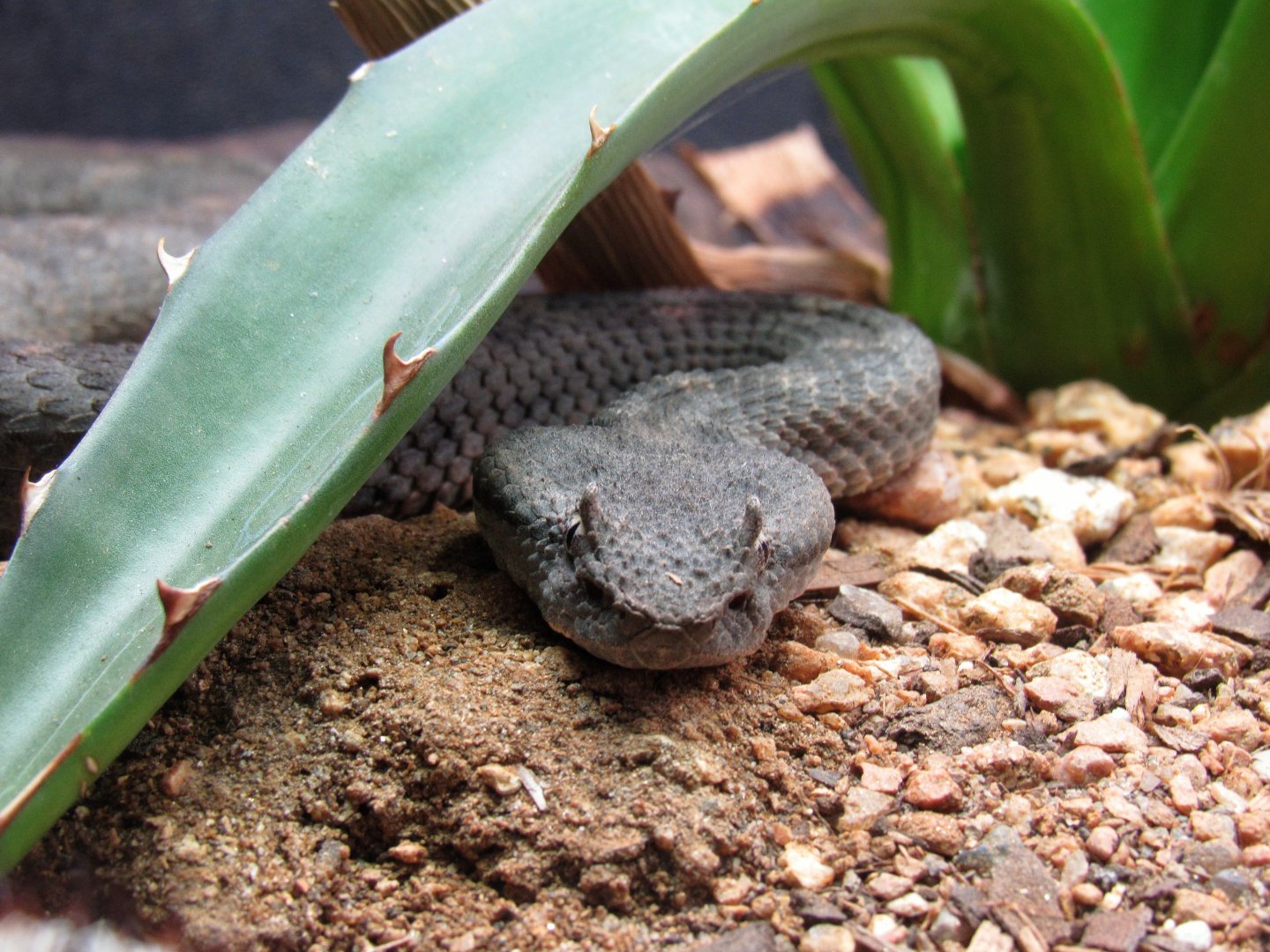 Mexican Black-Tailed Pitviper