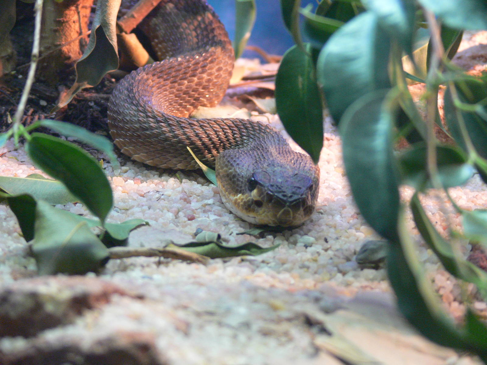 Mexican black-tailed Rattlesnake at Terra Natura, 03/08/14
