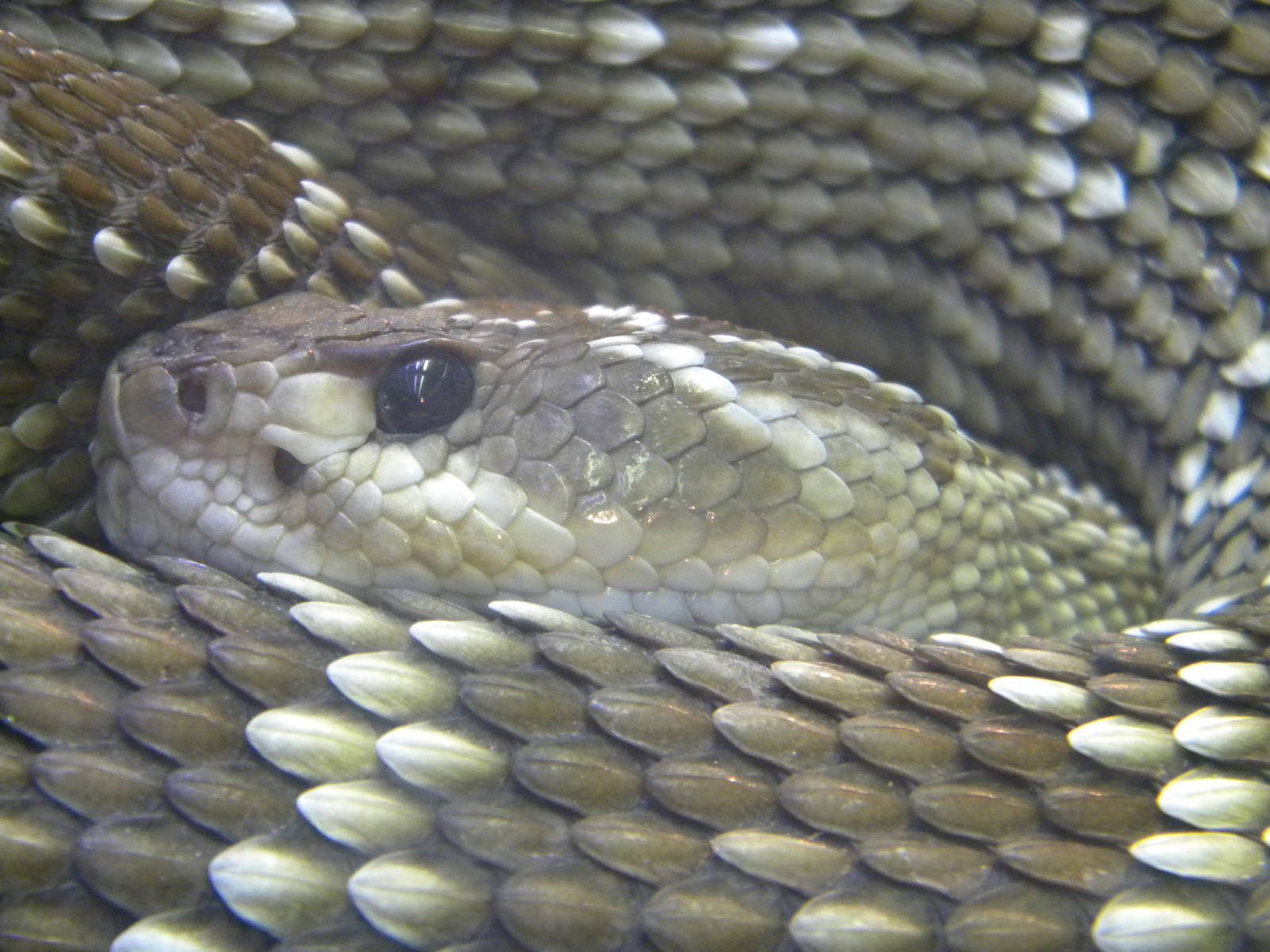 Mexican black-tailed Rattlesnake at Terra Natura 29/07/11