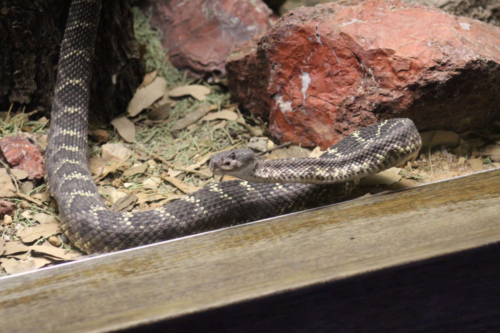Mexican Black-Tailed Rattlesnake