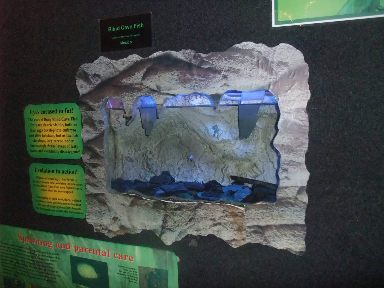 Mexican Blind Cave Fish Exhibit at the Palms: Final Visit, 08/08/10