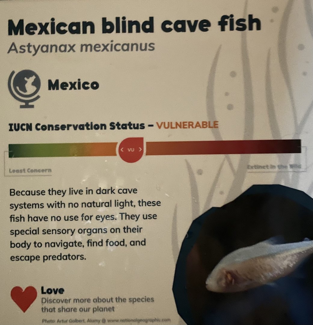 Mexican Blind Cave Fish Sign