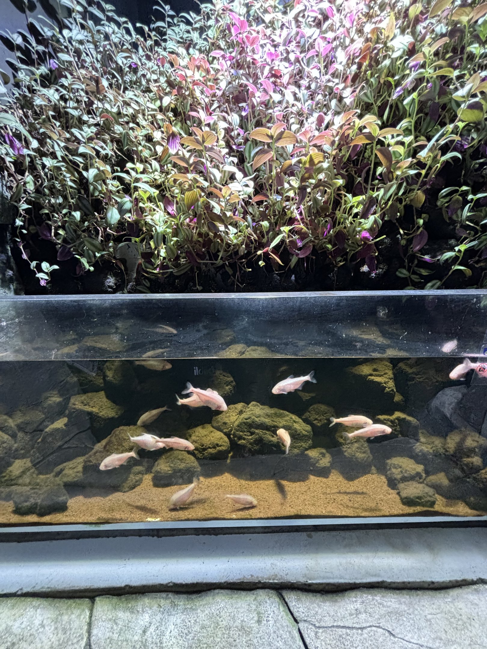 Mexican Blind Cave Tetra Exhibit