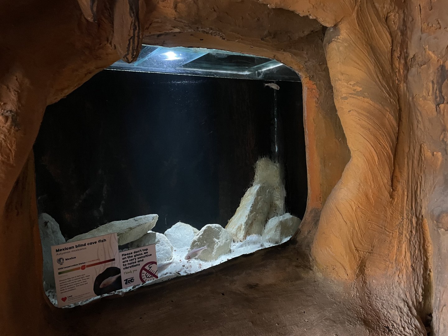 Mexican Blind Cavefish Tank