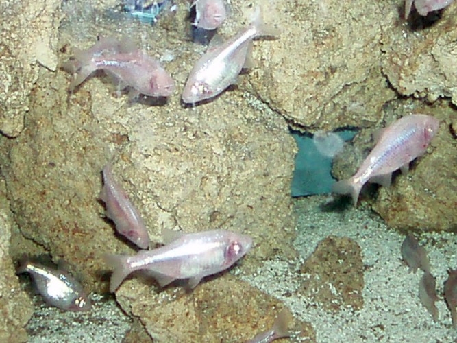 Mexican Blind Fish (Astyanax jordani)