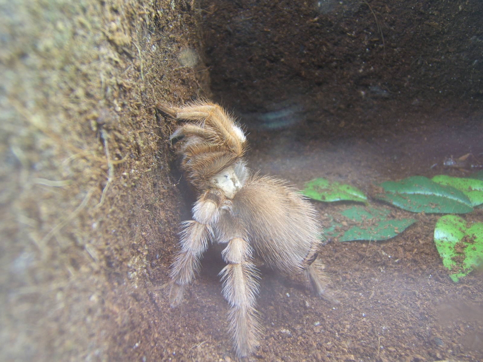 Mexican Blonde Tarantula