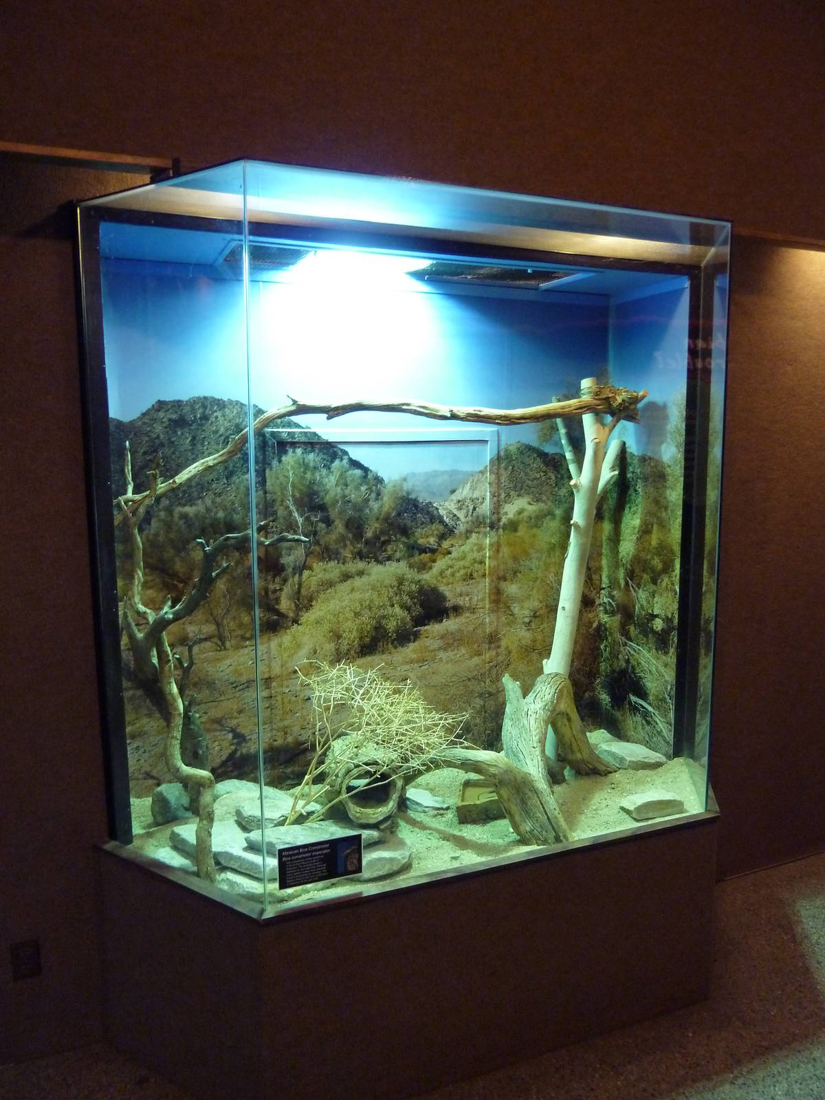 Mexican Boa Constrictor Exhibit