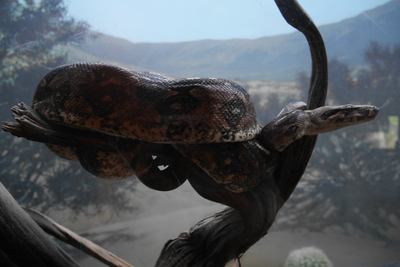 Mexican Boa Constrictor in Eagle Canyon - My First US Zoo Trip