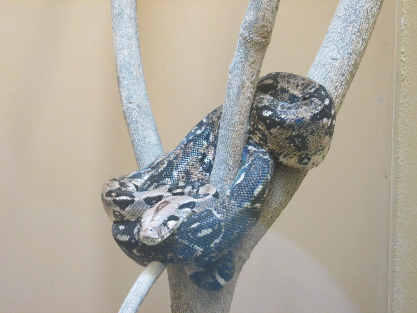 MEXICAN BOA CONSTRICTOR