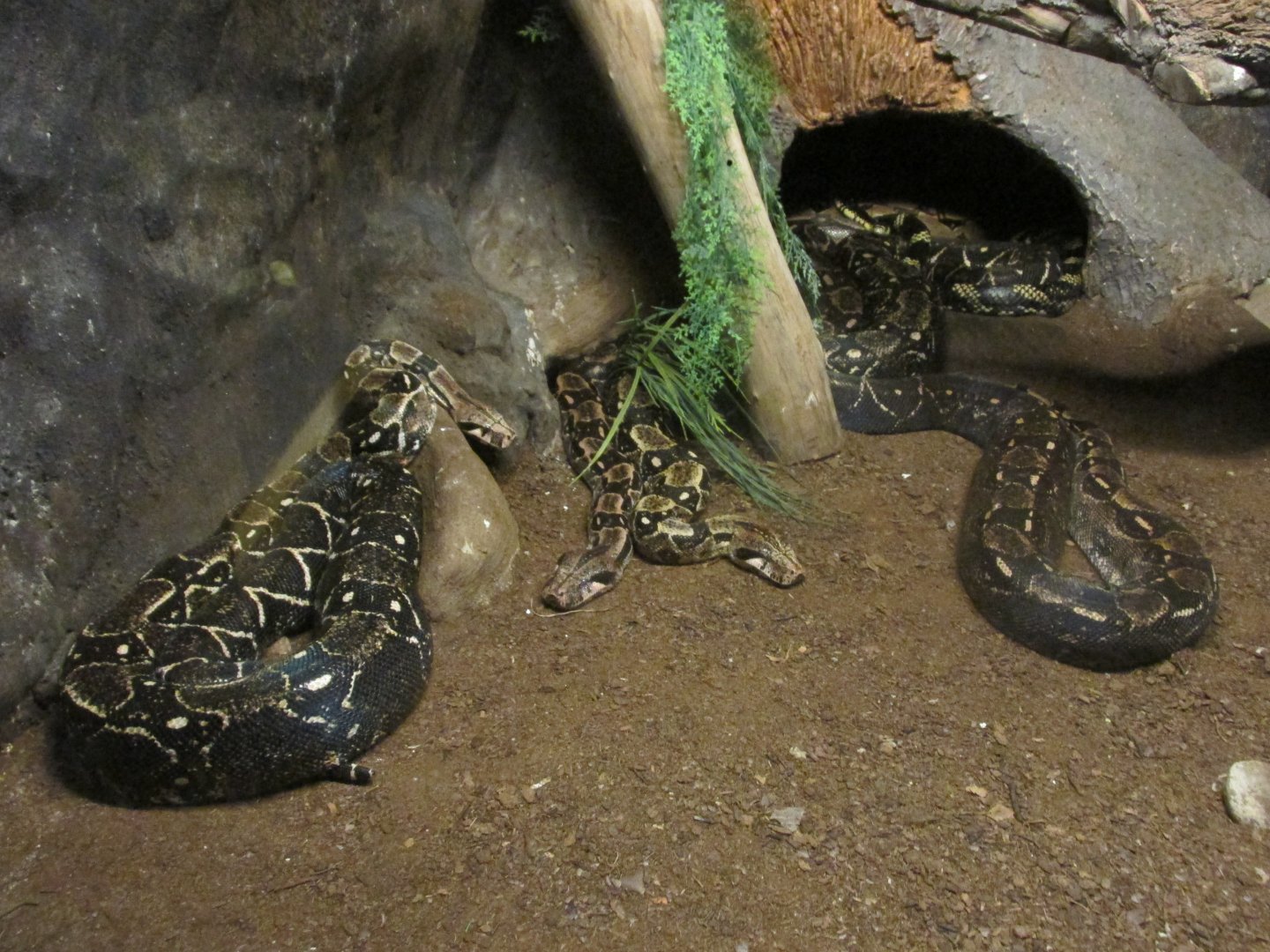 mexican boa constrictors