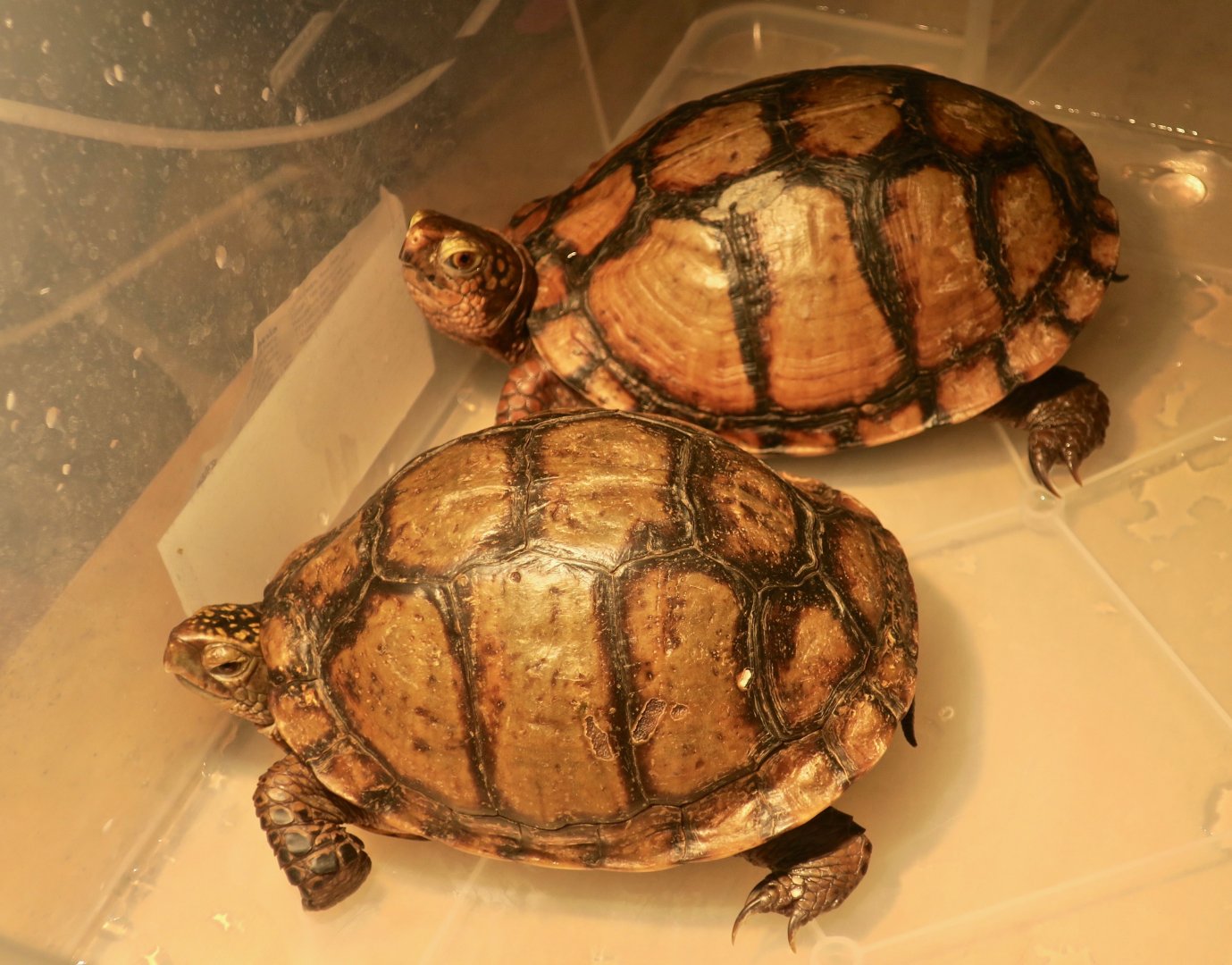 Mexican Box Turtle (Terrapene mexicana)