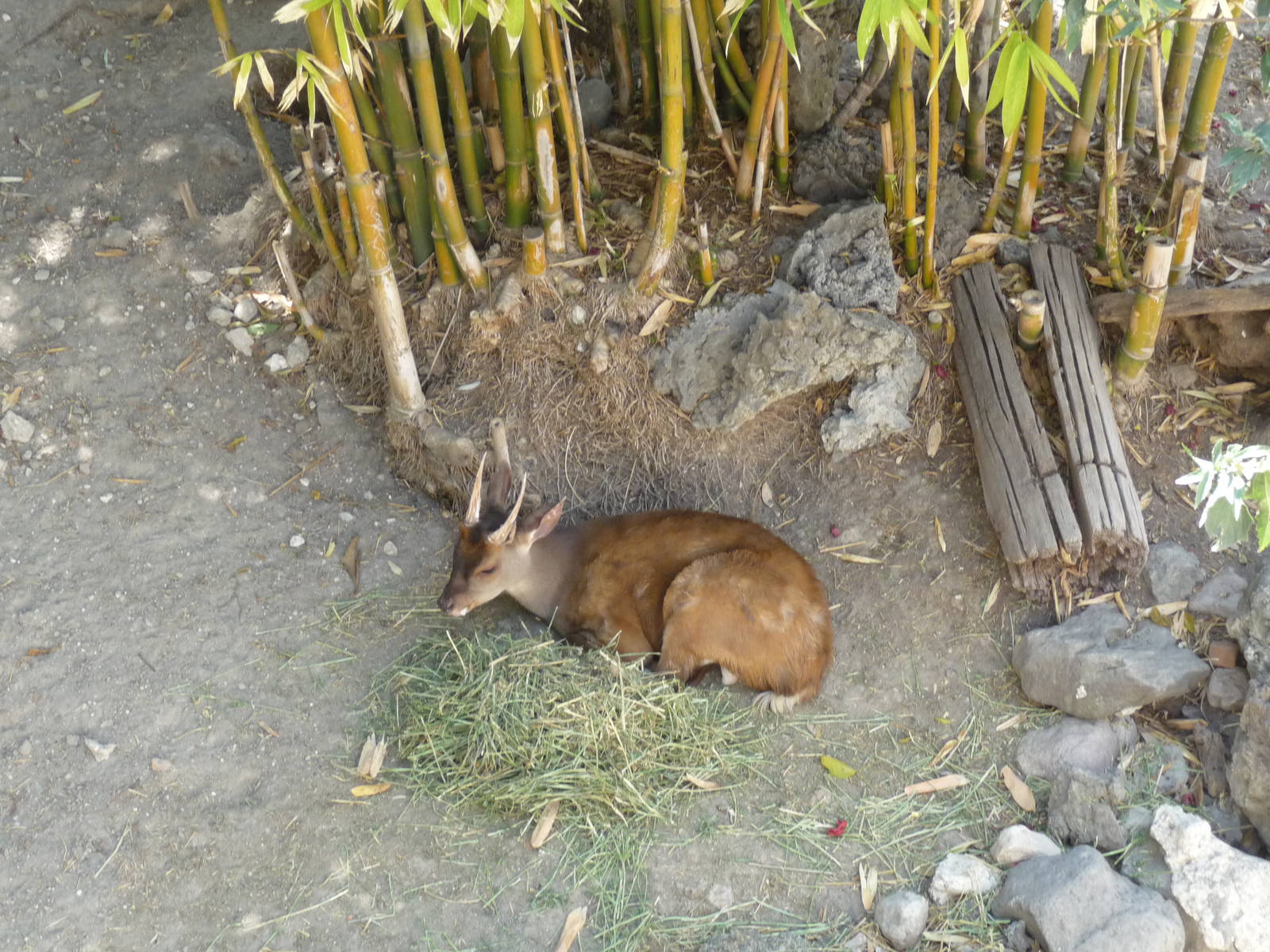 mexican brocket deer africam safari