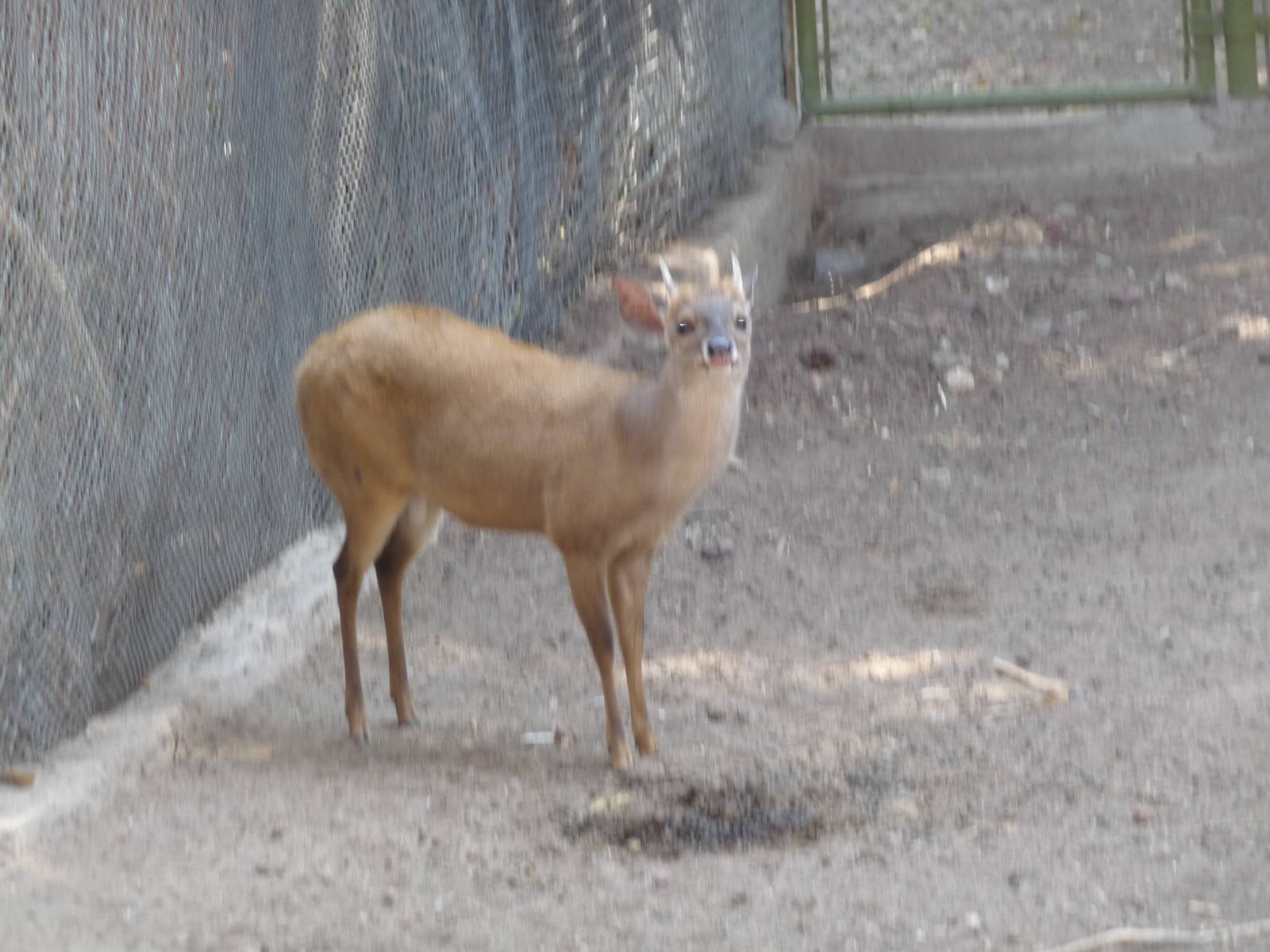 mexican brocket deer africam safari