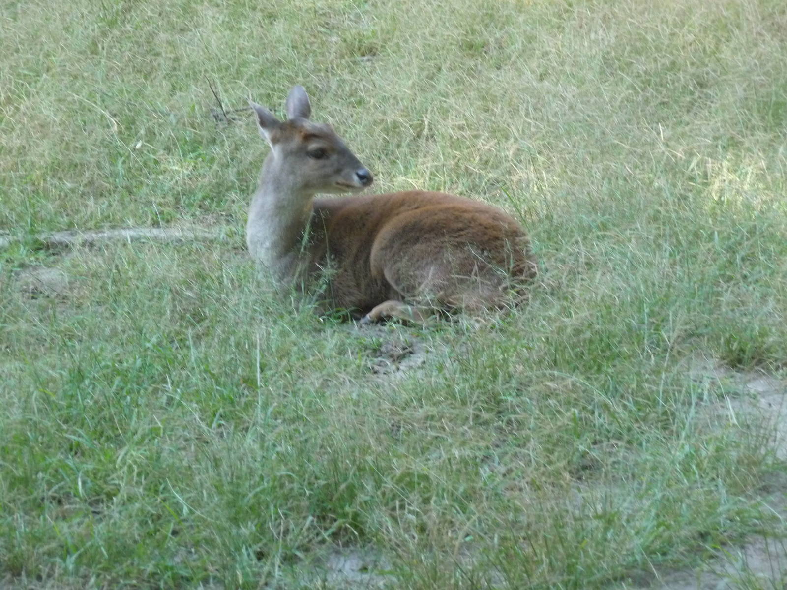 mexican brocket deer africam safari